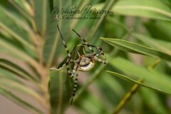 Argiope lobata