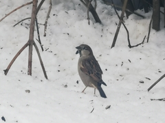 Passer domesticus