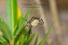 Argiope lobata
