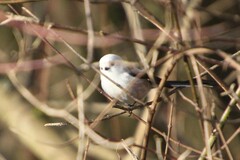 Aegithalos caudatus caudatus