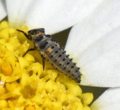 Hippodamia variegata