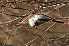 Aegithalos caudatus caudatus