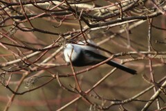 Aegithalos caudatus caudatus