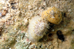 Amblychilepas nigrita