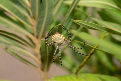 Argiope lobata