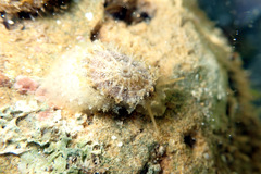 Amblychilepas nigrita