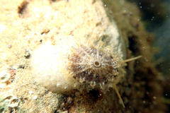 Amblychilepas nigrita