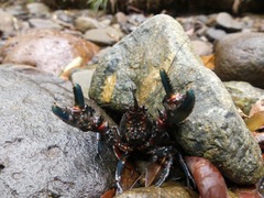 Euastacus valentulus