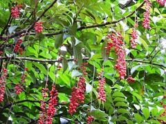 Citharexylum myrianthum