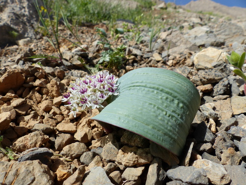 Allium keusgenii