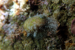 Stomatella impertusa