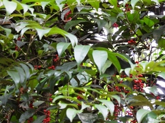 Citharexylum myrianthum