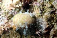 Stomatella impertusa