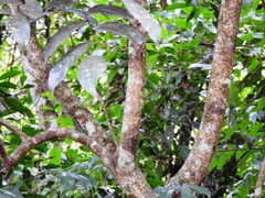 Citharexylum myrianthum