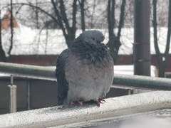 Columba livia domestica