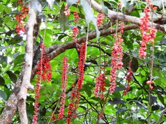 Citharexylum myrianthum