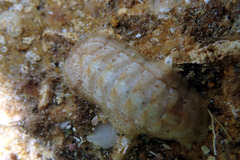 Ischnochiton cariosus