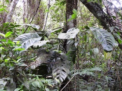 Monstera lechleriana