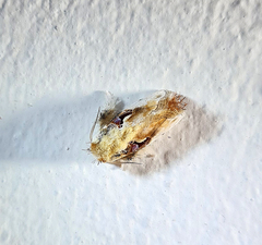 Chalcoscelides castaneipars