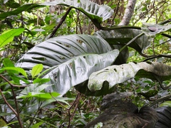 Monstera lechleriana