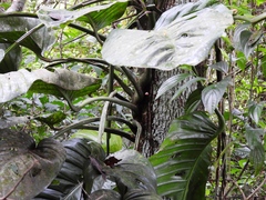 Monstera lechleriana