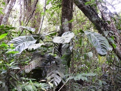 Monstera lechleriana