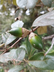 Quercus oleoides