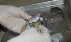 Leiognathidae