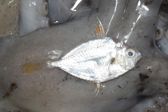 Leiognathidae