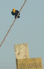 Chrysomus icterocephalus