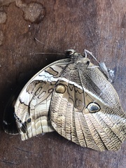 Eryphanis