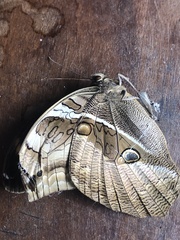 Eryphanis