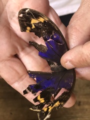 Eryphanis