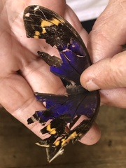 Eryphanis