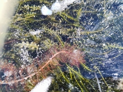 Myriophyllum sibiricum