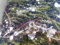 Myriophyllum sibiricum