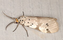 Galtara nepheloptera