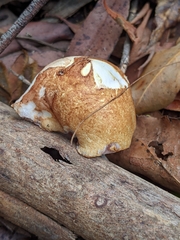 Austroboletus