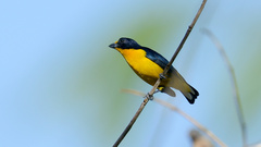 Euphonia violacea