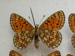 Boloria eunomia