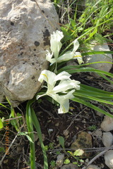 Iris palaestina