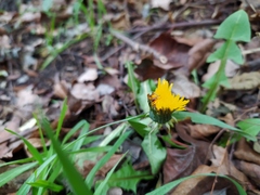 Taraxacum