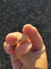 Tugali parmophoidea