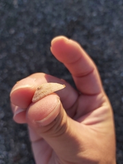 Tugali parmophoidea