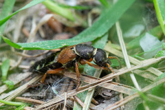 Staphylinus caesareus
