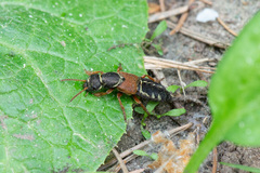 Staphylinus caesareus