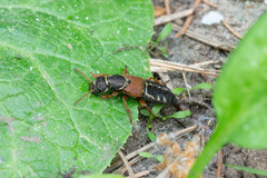 Staphylinus caesareus