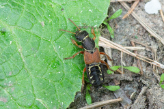 Staphylinus caesareus