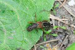 Staphylinus caesareus