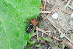 Staphylinus caesareus